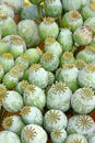 Capsules of poppy Royalty Free Stock Photo