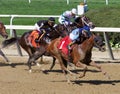 Captain Bombastic is Victorious  at Belmont Park Royalty Free Stock Photo