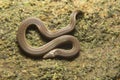 Captains wood snake, Xylophis captaini, Colubridae, Neyyar wildlife sanctuary, Kerala, India Royalty Free Stock Photo