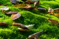 Caption of a green moss carpet covered with lots of dry tree leaves. Autumn nature.