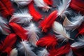 A Captivating Abstract Artwork Featuring Red and White Feathers Against a Dark Background Illuminated by Soft Light Royalty Free Stock Photo
