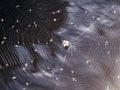 Captivating Abstract Spiderweb Photo with Insects - Stock Agencies' Hidden Gem