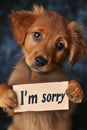 Heartfelt Regret: A Puppy\'s Endearing Apology with an \'I\'m Sorry\' Sign Royalty Free Stock Photo
