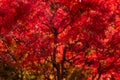 Nature\'s Splendor Unveiled: Captivating Autumn Leaf Backdrop in Kyoto, Japan