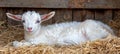 Captivating baby goat with stunning blue eyes in a charming rustic barn ambiance