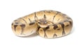 Majestic ball python coiled gracefully, showcasing its beautiful patterned scales close up Royalty Free Stock Photo