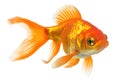 Captivating Beauty Goldfish Isolated on White Background. created with Generative AI