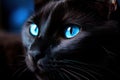 Captivating Black cat blue eyes. Generate Ai Royalty Free Stock Photo