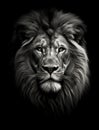 A Captivating Black and White Portrait of a Majestic Male Lion Royalty Free Stock Photo