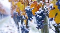 A Captivating Blend: Draped in Blue Vines, Autumn Leaves, and SnowÃ¢â¬âExploring the Dornfelder Grapes i