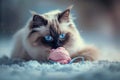 Captivating Blue Eyed Birman Cat Enjoying Playtime with Pink Ball of Yarn on Wintry Day, Perfect for Pet Lovers and Lifestyle