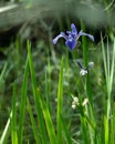 Captivating blue iris in full bloom Royalty Free Stock Photo