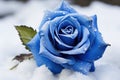 Captivating Blue rose field in snow. Generate Ai Royalty Free Stock Photo