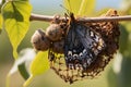 Captivating butterfly cocoon transformation, revealing natures delicate beauty in close up Royalty Free Stock Photo