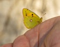 Captivating butterfly photography. Vibrant butterfly perched on a blurred hand