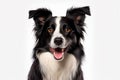 Captivating Canine Charm Head Shot of a Black and White Border Collie, Engagingly Panting and Locking Eyes with the Camera on a