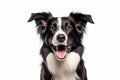 Captivating Canine Charm Head Shot of a Black and White Border Collie, Engagingly Panting and Locking Eyes with the Camera on a