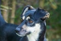 A captivating close-up of a black dog\'s head taken in natural light.