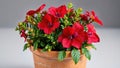 Vibrant Red and Green Spring Flowers in a Terracotta Pot A Botanical Still Life Photography for Home Decor Royalty Free Stock Photo