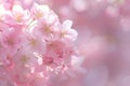 Sakura Matsuri: Blossoming Beauty