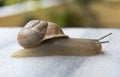 Snail Crawling on a Stone Royalty Free Stock Photo