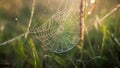 glistening spider web Royalty Free Stock Photo