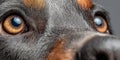 Captivating Close-Up of a Doberman Pinscher with Intense Brown Eyes and Beautiful Expression Royalty Free Stock Photo