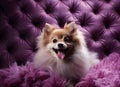Captivating Close-up: The Endearing Charm of a Pomeranian