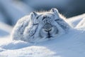 Adorable Winter Wonderland Close Up of a Cute and Fluffy Arctic Hare Sleeping Peacefully on Snow During a Cold Winter Day in the