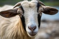 Captivating close up Goat makes eye contact with the camera lens
