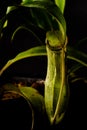 Captivating close-up of green Nepenthes pitcher plant