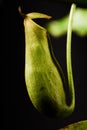 Captivating close-up of green Nepenthes pitcher plant Royalty Free Stock Photo