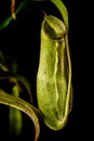 Captivating close-up of green Nepenthes pitcher plant Royalty Free Stock Photo