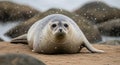 Harbor Seal in Snow Spray on Sandy Beach Royalty Free Stock Photo