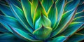 Intricate Patterns and Textural Details A CloseUp Look at an Agave Plant Leaf in Low Light Perfect for Royalty Free Stock Photo