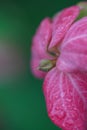 a captivating close-up of Mussaenda\'s blossoms reveals its yet-to-bloom center surrounded by pink-hued petals