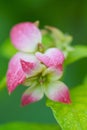 a captivating close-up of Mussaenda\'s yet-to-bloom center surrounded by petals gradating from white to pink