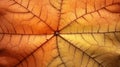 The Dried Maple Leaf Close Up