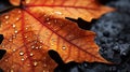 The Dried Maple Leaf Close Up