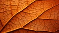 The Dried Maple Leaf Close Up