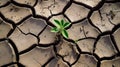 Emerging Resilience: A Close-Up of a Young Plant and Dry Cracks in Fine-Grained Soil