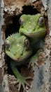 Green Geckos Scaling Weathered Brick Wall