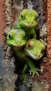 Green Geckos Scaling Weathered Brick Wall