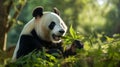 Tranquil Encounter: Majestic Giant Panda Amidst Lush Bamboo Forest