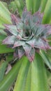 Vibrant Green Pineapple Leaf - Nature's Beauty and Tropical Elegance