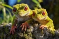 Vibrant Geckos in Action on Textured Wall