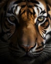 A Captivating Close up portrait of a majestic tiger