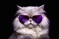 Persian cat wearing purple sunglasses on a black background. Close-up portrait.