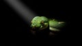 Green Tree Python in Dramatic Light: Close-up of a vibrant green snake with piercing golden eyes against a dark, mysterious backgr Royalty Free Stock Photo
