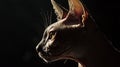 Majestic Sphynx Cat Profile Illuminated by Dramatic Backlighting Royalty Free Stock Photo